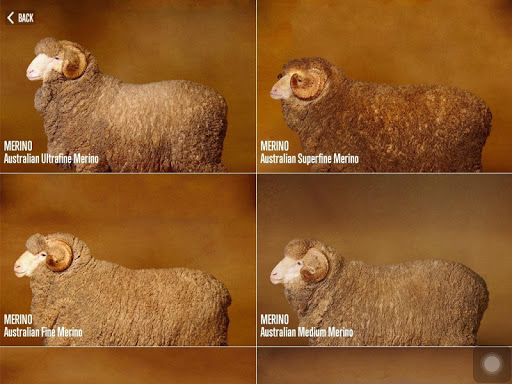 Sheep Breeds by AWEX Screen 2
