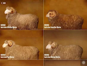 Sheep Breeds by AWEX - Apps on Play