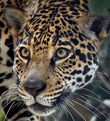 Android application Jaguar Sounds screenshort