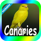 Best Canaries Singing Mp3 icon
