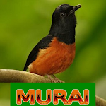 Cover Image of Download Master Kicau Murai  APK