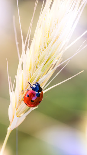 Android application Ladybug Wallpaper screenshort