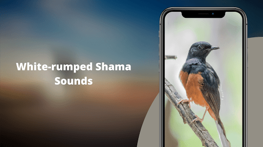White-rumped Shama Sounds Screen 2