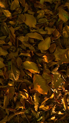 Autumn Video Wallpapers