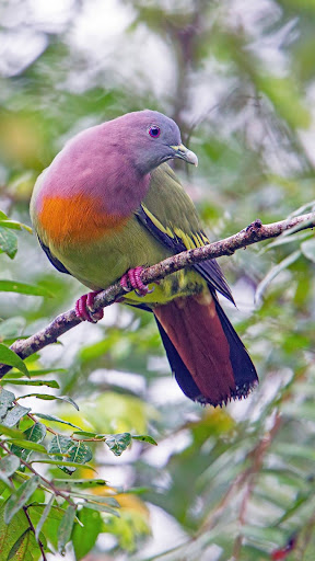 Android application Pigeon Wallpapers screenshort