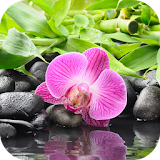 Orchid Flower Live Wallpaper icon