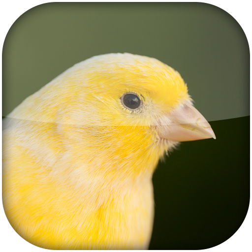 Canary Bird Sounds 1.0 Icon