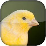Canary Bird Sounds 2020 icon