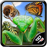 Insect Race icon