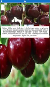 Cherry Varieties