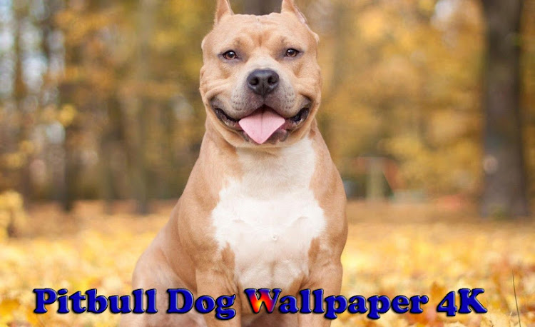 Pitbull Dog Wallpaper 4K - 1.15 - (Android)