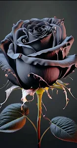 Black Rose Wallpaper HD 4K