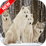 Cover Image of ดาวน์โหลด Wolf Wallpapers 🐺 1 APK