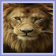 Top 39 Photography Apps Like Big Cats HD Wallpapers - Best Alternatives