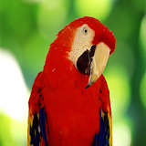Parrots Wallpapers icon