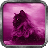 Pink Cat Live Wallpaper icon