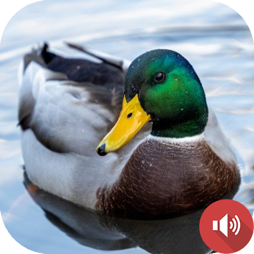 Duck Sounds - Apps on Google Play