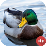 Cover Image of Baixar Duck Sounds  APK