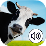 Farm Animals Sound Bingo icon