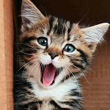 Kitten & Cute Cat Wallpaper HD icon