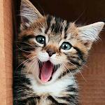 ? Kitten & Cute Cat Wallpaper HD ? Apk