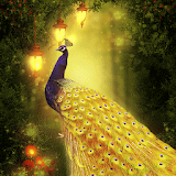 Golden Peacock Queen icon