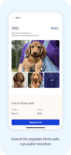 Good Dog: Find Your New Puppy screenshot