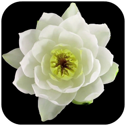 Icon image Flowers Video Live Wallpaper