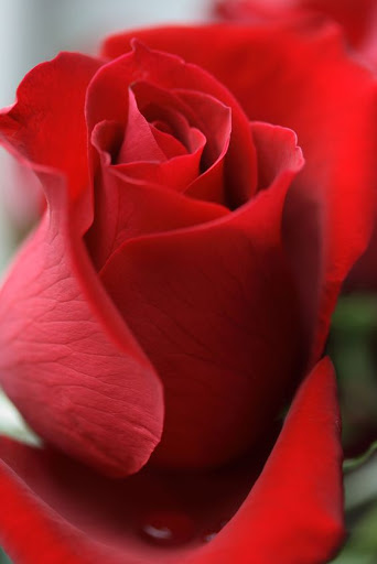 Sweet love flowers, Roses Live Wallpapers, GIF/4K