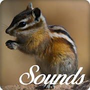 Chipmunk and Squirrel Sounds Ringtone Audio