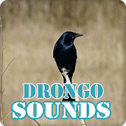 Top 30 Music & Audio Apps Like Drongo Bird Sounds Collection - Best Alternatives