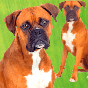 Boxer Dog Pictures  Icon