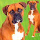 Boxer Dog Pictures Windows에서 다운로드