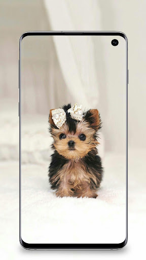 Puppy Wallpapers