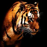 3D tiger 3 icon