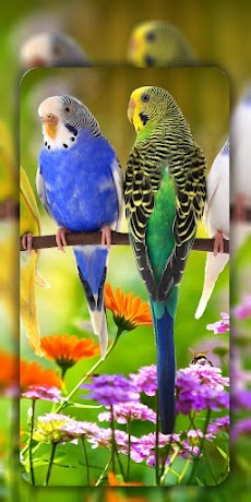 Birds Wallpapers in 4Kのおすすめ画像2
