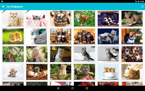 Cat Wallpapers! Screenshot