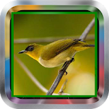 Master Pleci|Kicau Burung mp3 icon