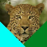 Los Leopardos - de Monteria icon
