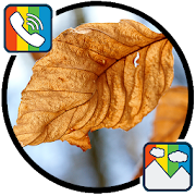 Dry leaves sounds Ringtones and Wallpapers