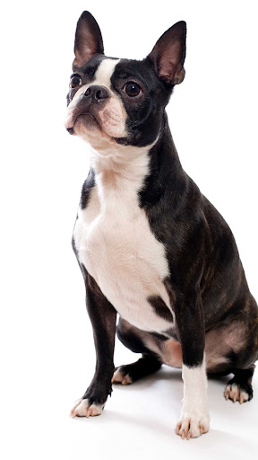 Boston Terrier Wallpaper