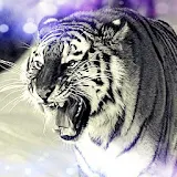 Fierce Wild Tiger Keyboard icon