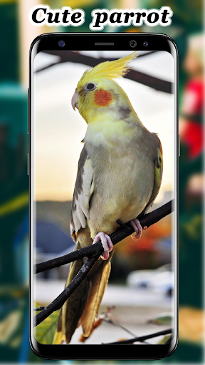 Cute Parrot Wallpaper Screenshot 4 - AppWisp.com