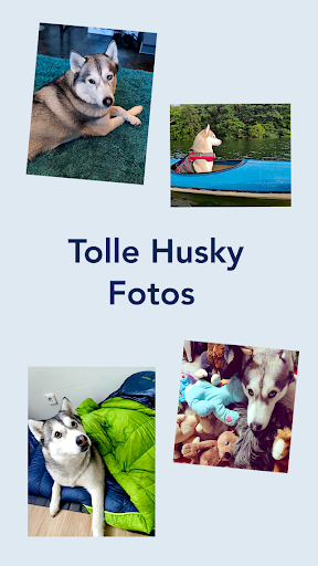 Husky Pairs - Paare Suchen Screen 2