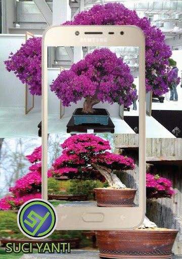 Bougenville Flower Bonsai Desi