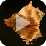 Seashell Animated Wallpaper icon