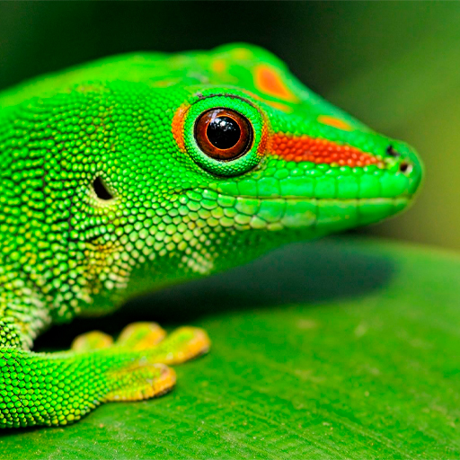 Lizard Wallpapers logo