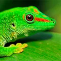 Download Fonds d cran HD L zards 4.0.lizard Apk for android