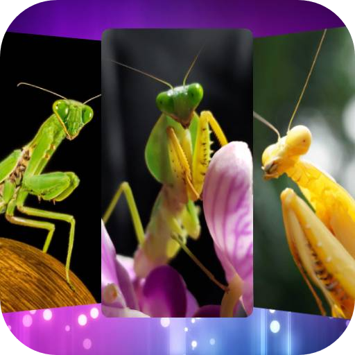 Mantis Wallpapers 1.1 Icon