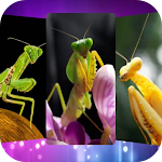 Cover Image of ダウンロード Mantis Wallpapers  APK